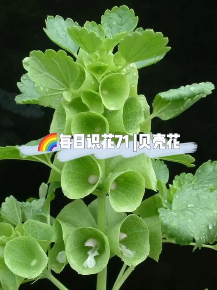 百科知识之植物普及（植物 科普）-第3张图片-多多自然网