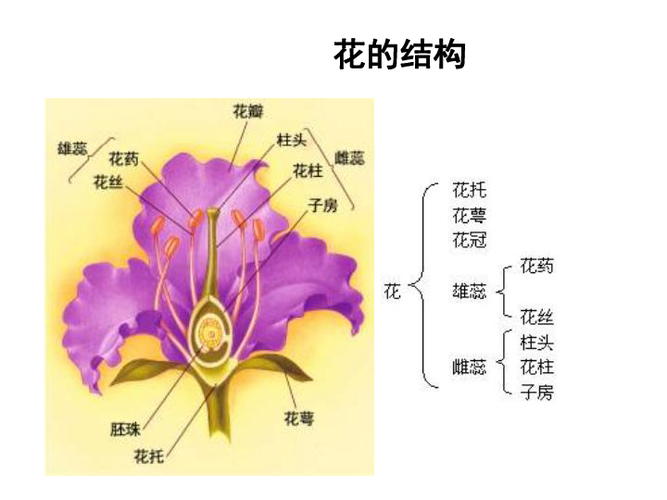 百科知识之植物普及（植物 科普）-第6张图片-多多自然网