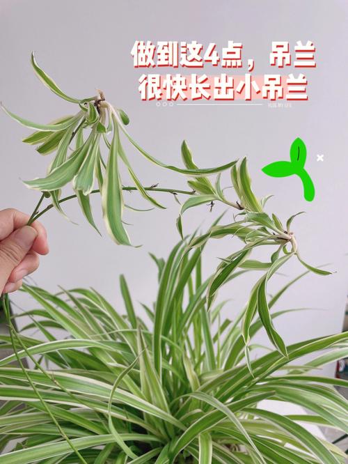 观叶植物度夏养护知识（观叶植物栽培管理中注意哪些问题）-第1张图片-多多自然网