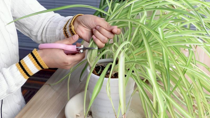 观叶植物度夏养护知识（观叶植物栽培管理中注意哪些问题）-第2张图片-多多自然网