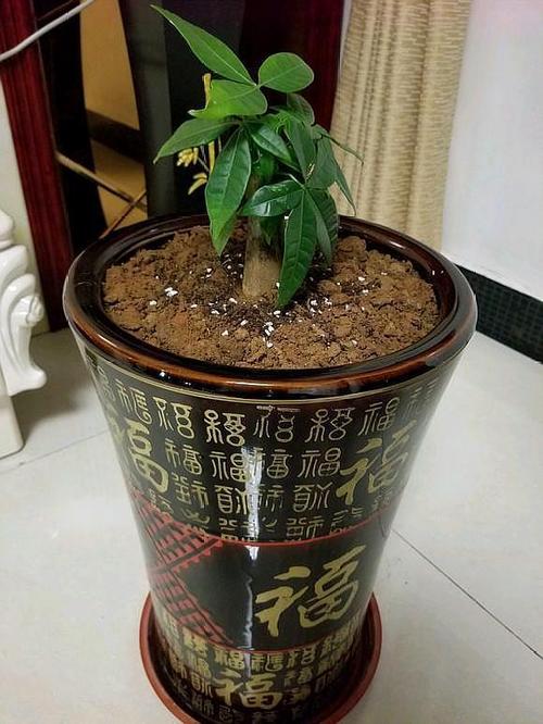 观叶植物度夏养护知识（观叶植物栽培管理中注意哪些问题）-第3张图片-多多自然网