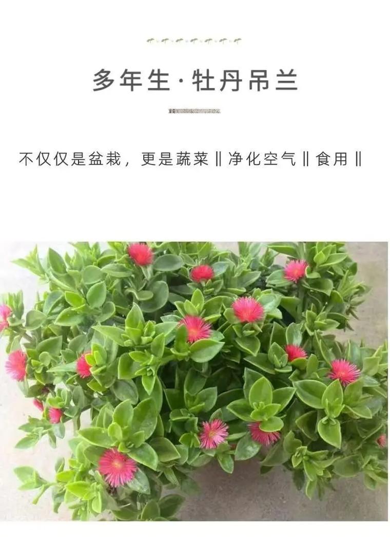 吊兰植物的养护知识（吊兰的养护常识）-第4张图片-多多自然网