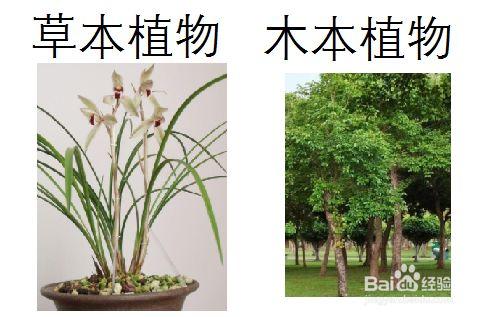 草本植物与木本植物的关系（草本植物和木本植物最主要的区别在于什么）-第4张图片-多多自然网