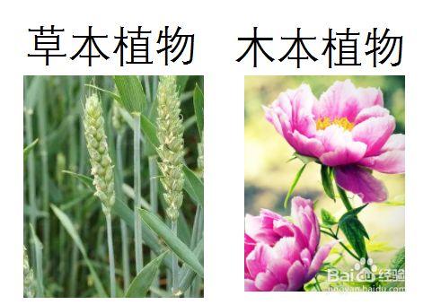 草本植物与木本植物的关系（草本植物和木本植物最主要的区别在于什么）-第6张图片-多多自然网