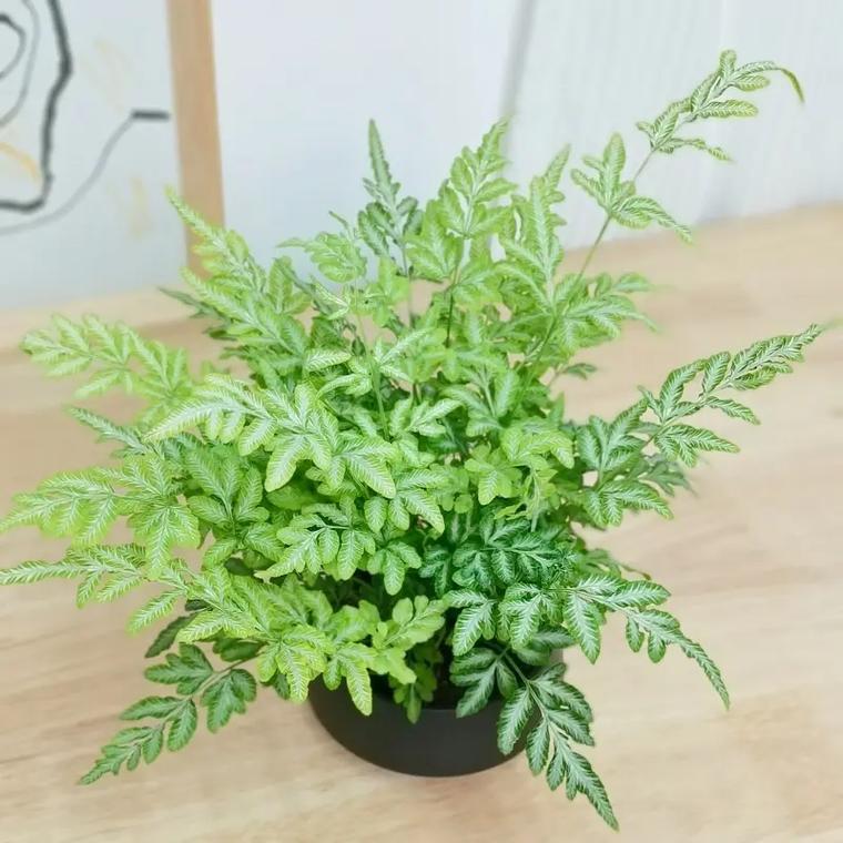 草本植物与木本植物的关系（草本植物和木本植物最主要的区别在于什么）-第7张图片-多多自然网