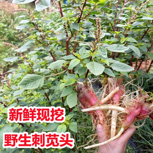 不具有知识根的药用植物（不具有知识根的药用植物是什么）-第5张图片-多多自然网