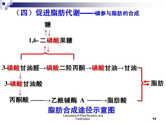 蛋白质代谢与植物的关系（植物蛋白和动物蛋白 代谢有区别?）-第5张图片-多多自然网