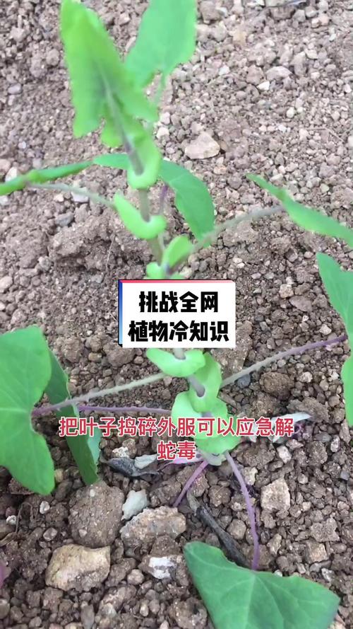 不知道的植物冷知识（你知不知道植物）-第3张图片-多多自然网