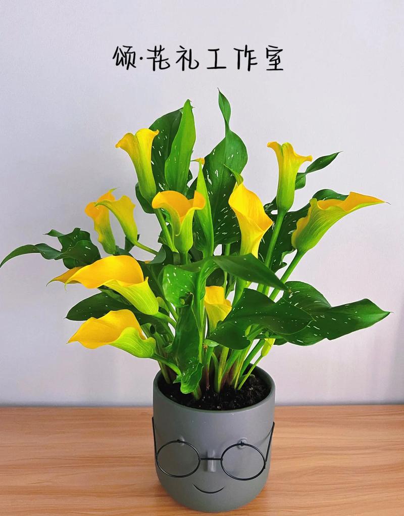 彩色马蹄莲植物养护知识（彩色马蹄莲的栽培与管理）-第3张图片-多多自然网