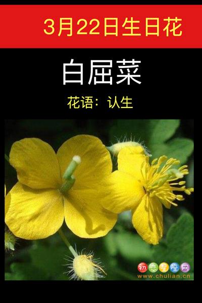 白屈菜植物百科知识（白屈菜的主治与禁忌）-第2张图片-多多自然网