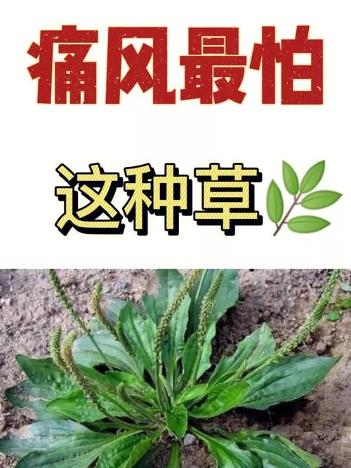 白屈菜植物百科知识（白屈菜的主治与禁忌）-第3张图片-多多自然网