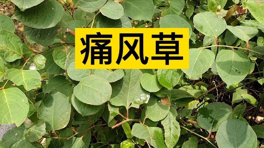 白屈菜植物百科知识（白屈菜的主治与禁忌）-第4张图片-多多自然网