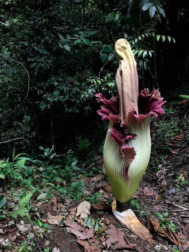 濒危植物与土壤的关系（濒危植物与土壤的关系图）-第2张图片-多多自然网