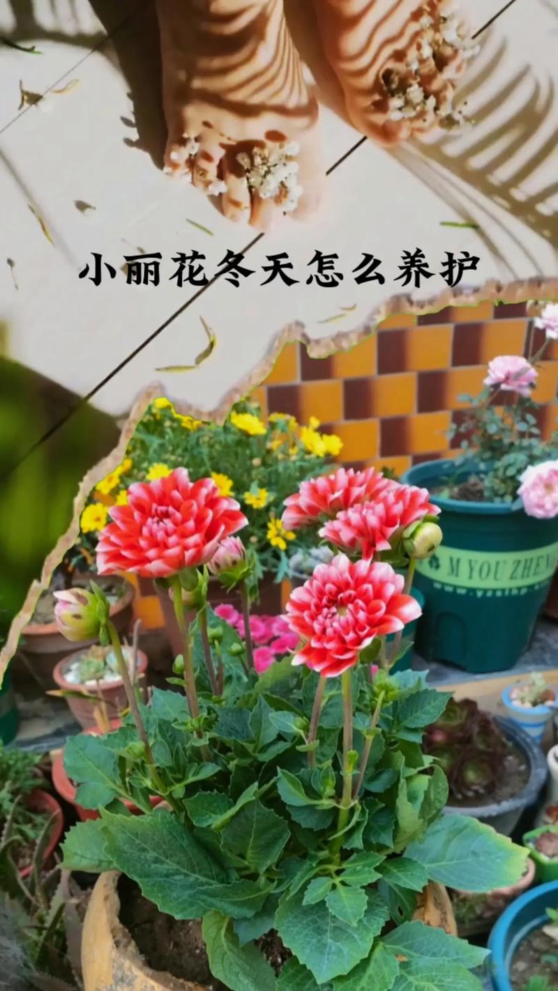 冬季大绿植室外怎么养护好（冬季室外绿化植物）-第1张图片-多多自然网