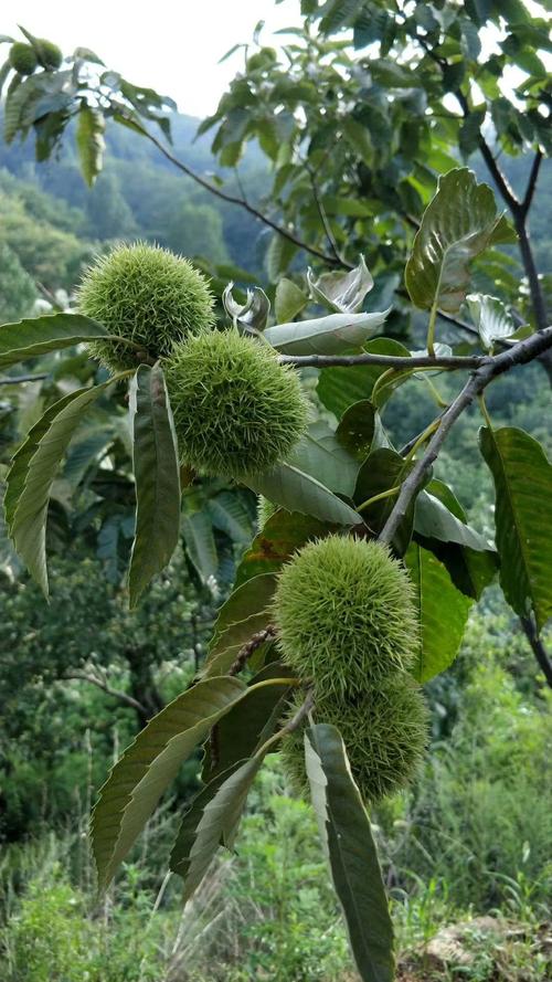 板栗植物知识介绍（板栗的植物学特征）-第5张图片-多多自然网