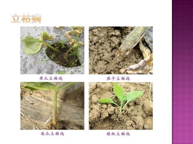 病害症状与植物激素的关系（简述植物病害症状在病害诊断中的作用）-第2张图片-多多自然网