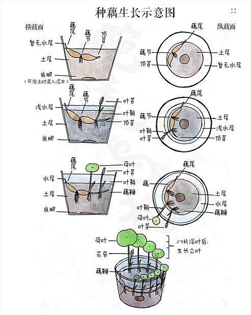 家庭植物养护小知识有哪些（家养植物介绍）-第5张图片-多多自然网