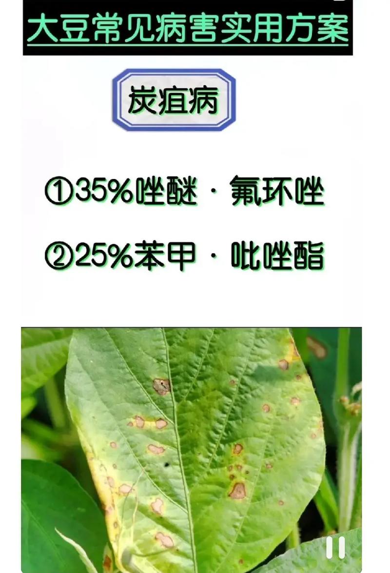 大豆蚜与植物的关系是什么（大豆蚜和花生蚜）-第5张图片-多多自然网