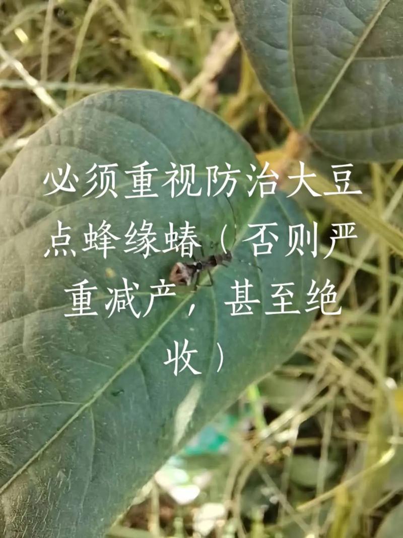 大豆蚜与植物的关系是什么（大豆蚜和花生蚜）-第7张图片-多多自然网