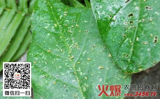 大豆蚜与植物的关系是什么（大豆蚜和花生蚜）-第8张图片-多多自然网