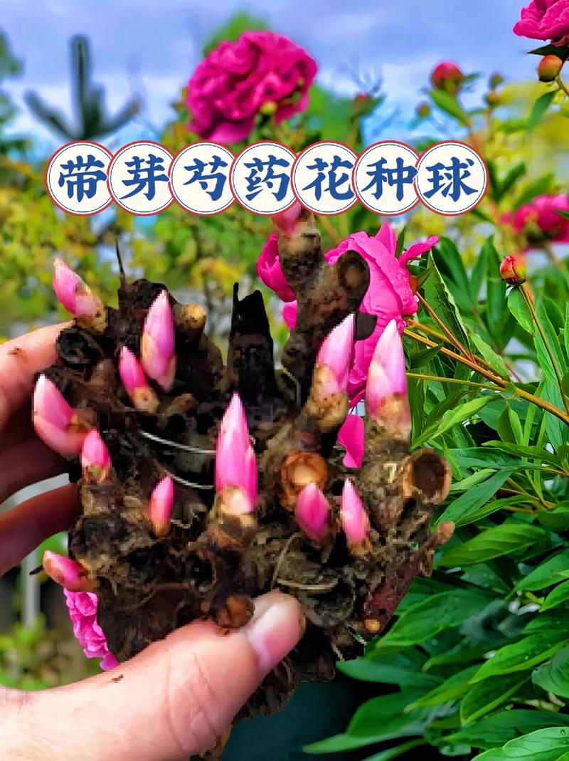 北方春季花境植物养护知识（北方春季花境植物养护知识大全）-第1张图片-多多自然网