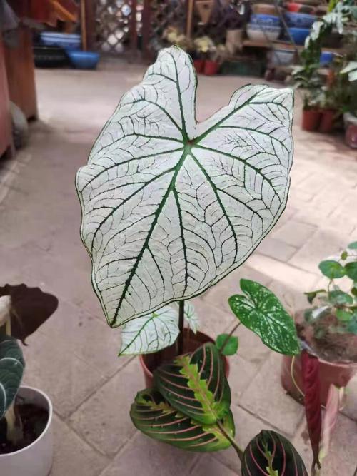 彩芋植物养护知识（彩芋植物养护知识大全）-第2张图片-多多自然网