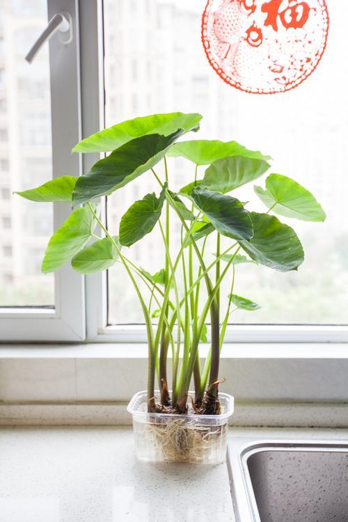 彩芋植物养护知识（彩芋植物养护知识大全）-第6张图片-多多自然网