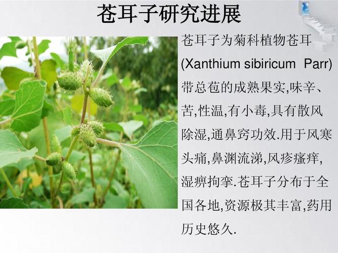 苍耳植物科普知识（植物苍耳子）-第2张图片-多多自然网