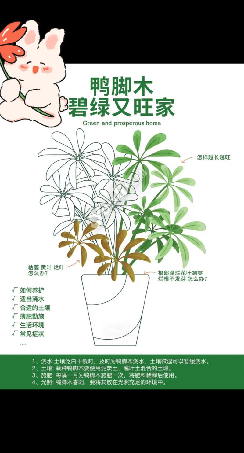 东北鸭脚木绿植养护（鸭脚木在北方能过冬吗?）-第1张图片-多多自然网