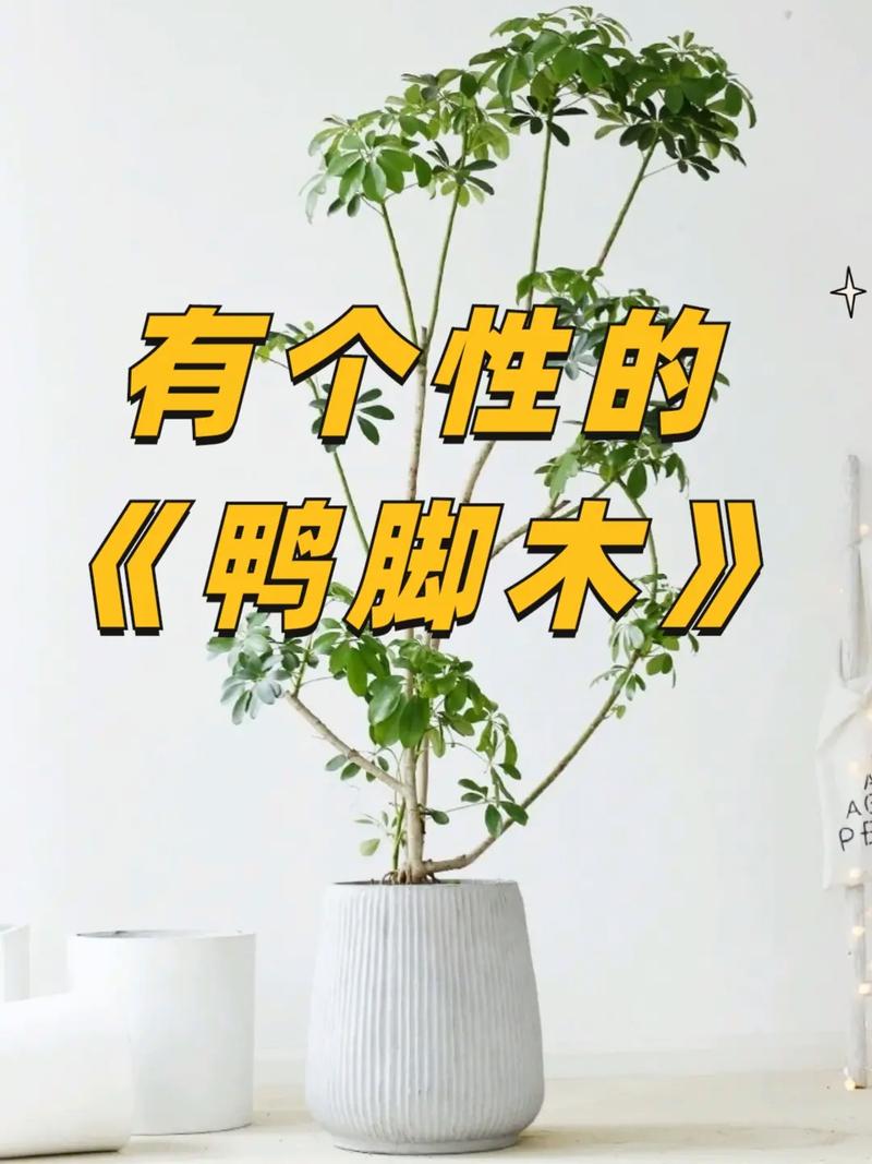 东北鸭脚木绿植养护（鸭脚木在北方能过冬吗?）-第4张图片-多多自然网