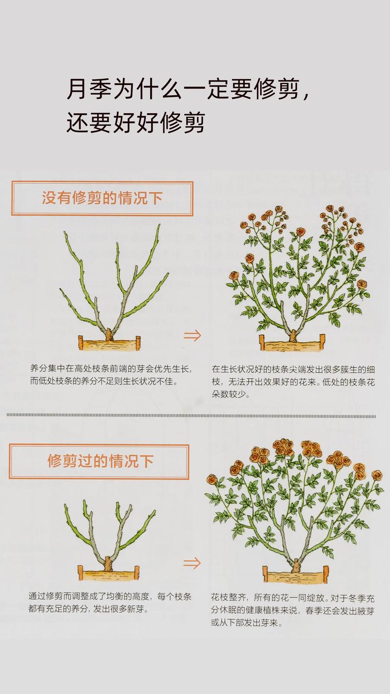 冬天植物养护小知识简短（冬天植物养护小知识简短版）-第3张图片-多多自然网