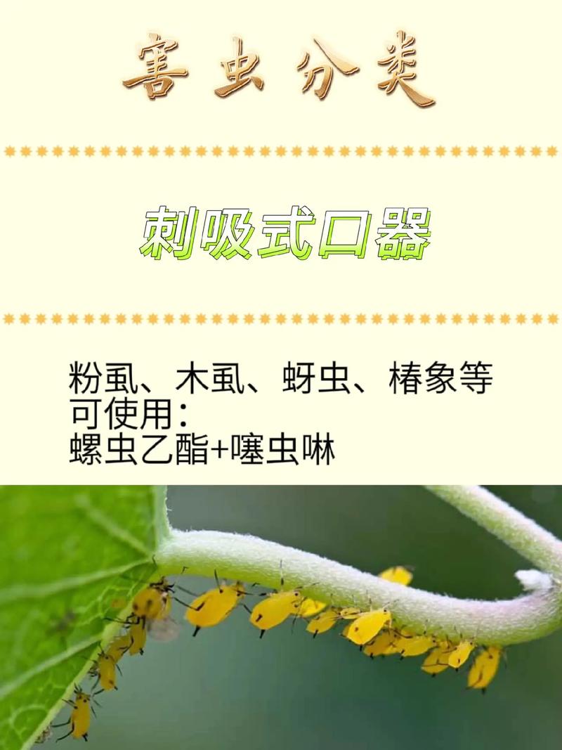 刺吸式害虫与植物的关系（刺吸式害虫与植物的关系是）-第2张图片-多多自然网