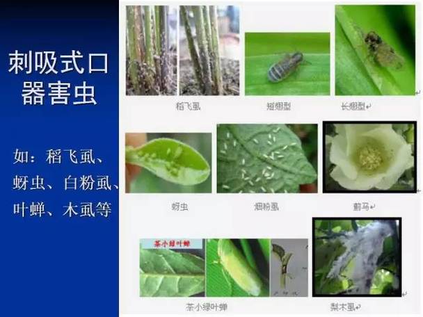 刺吸式害虫与植物的关系（刺吸式害虫与植物的关系是）-第3张图片-多多自然网