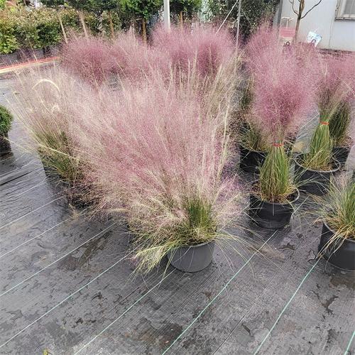 草本花卉植物养护知识大全（草本植物的养护）-第5张图片-多多自然网