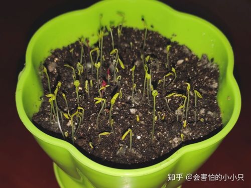 捕蝇草与食虫植物的关系（捕蝇草与食虫植物的关系图片）-第6张图片-多多自然网