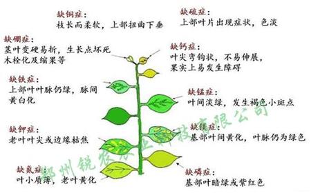 氮元素与植物生长的关系（氮元素参与植物的整个生命周期）-第4张图片-多多自然网