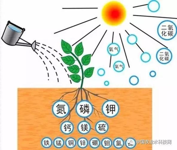 氮元素与植物生长的关系（氮元素参与植物的整个生命周期）-第6张图片-多多自然网