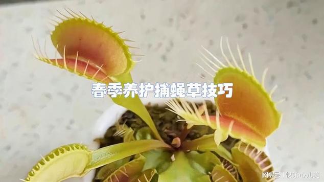 捕虫类植物养护知识（捕捉虫的植物）-第3张图片-多多自然网