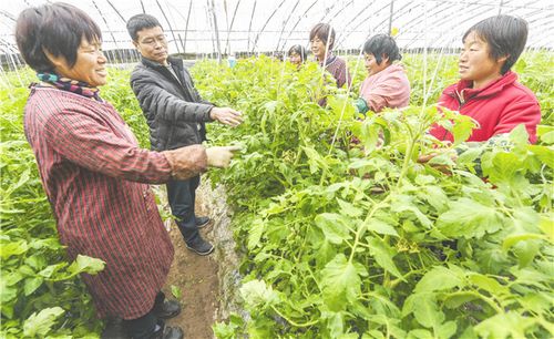 草原烟植物百科知识大全（草原烟标）-第4张图片-多多自然网