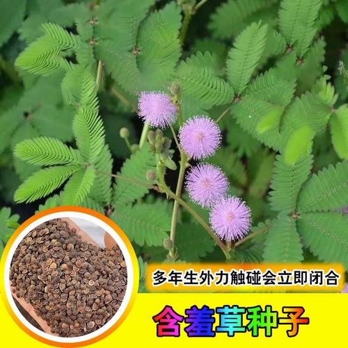 春天的植物种植知识（春天的植物种植知识有哪些）-第3张图片-多多自然网