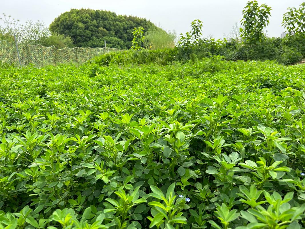 草地植物与环境的关系（草地植物生活型与环境的关系）-第6张图片-多多自然网