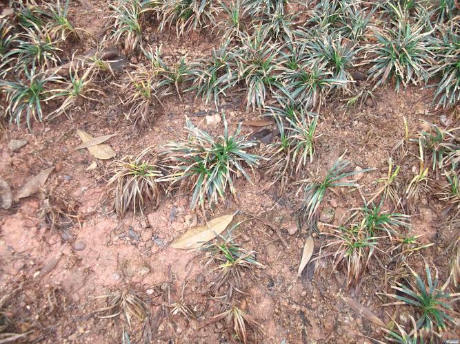 草本植物病虫危害防治知识（草本植物病虫危害防治知识点总结）-第1张图片-多多自然网