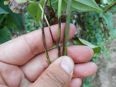 草本植物病虫危害防治知识（草本植物病虫危害防治知识点总结）-第5张图片-多多自然网