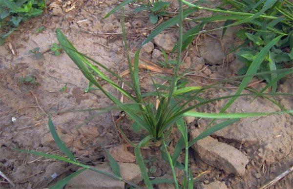 草本植物病虫危害防治知识（草本植物病虫危害防治知识点总结）-第7张图片-多多自然网