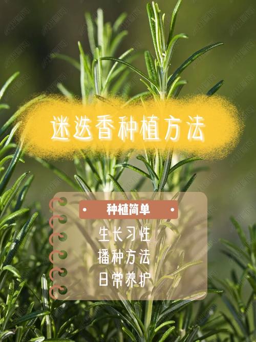 芳香植物养护知识（芳香植物养护知识点总结）-第1张图片-多多自然网