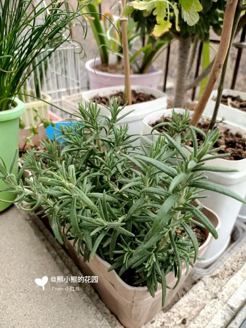 芳香植物养护知识（芳香植物养护知识点总结）-第4张图片-多多自然网