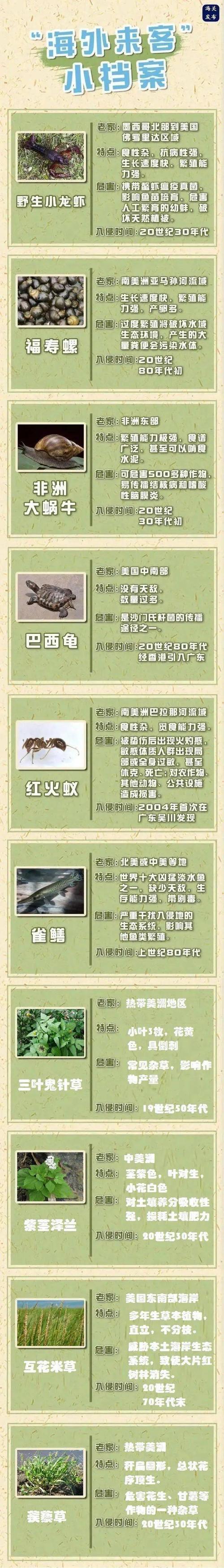 本土植物与外来植物的关系（什么是本土植物）-第5张图片-多多自然网