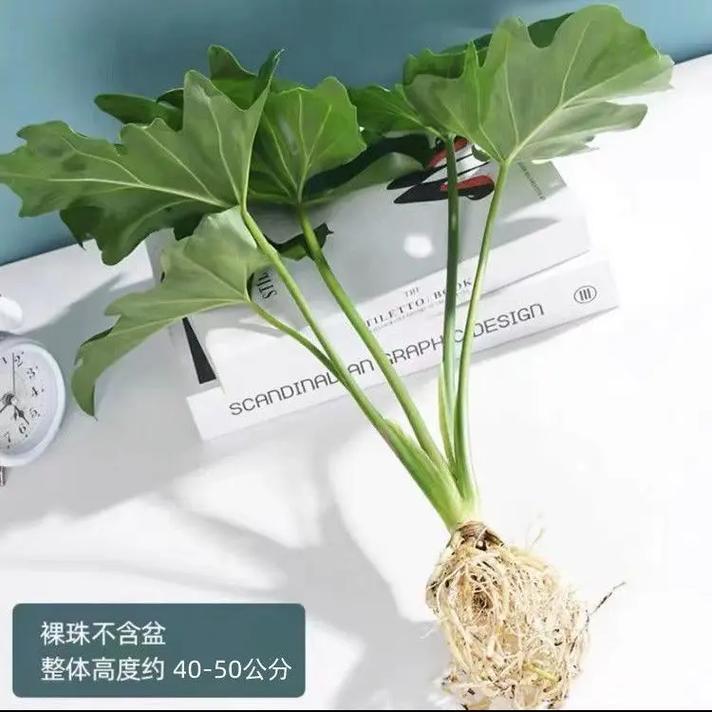 春雨植物盆栽养护知识大全（春雨植物盆栽养护知识大全图片）-第5张图片-多多自然网