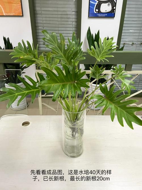 春雨植物盆栽养护知识大全（春雨植物盆栽养护知识大全图片）-第7张图片-多多自然网