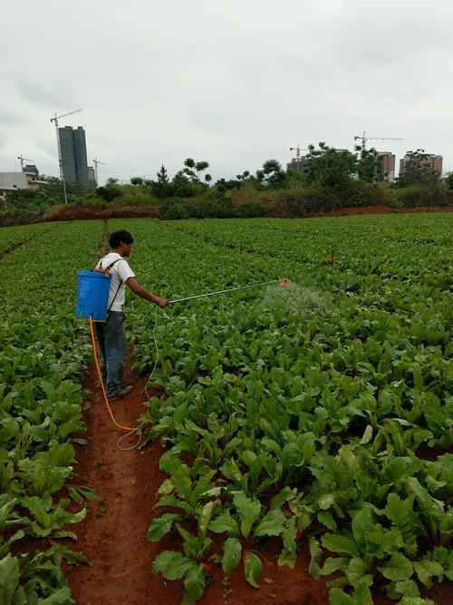 打药时间与植物环境的关系（植物打药间隔）-第1张图片-多多自然网